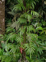 Ptisana