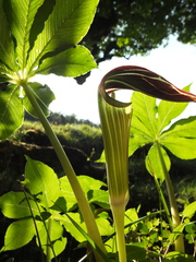 Arisaema leschenaultii