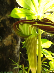Arisaema leschenaultii