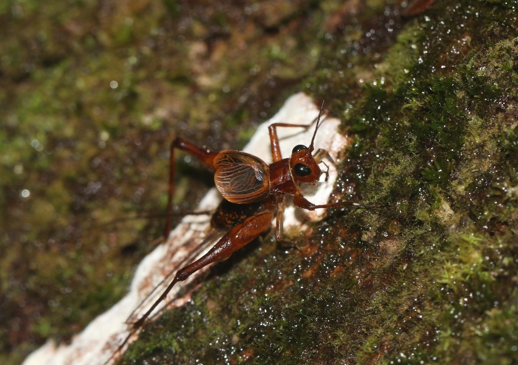 Pseudendacustes