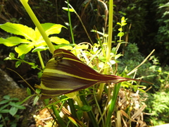 Arisaema leschenaultii