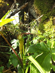 Arisaema leschenaultii
