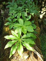 Arisaema leschenaultii