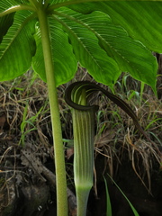 Arisaema leschenaultii