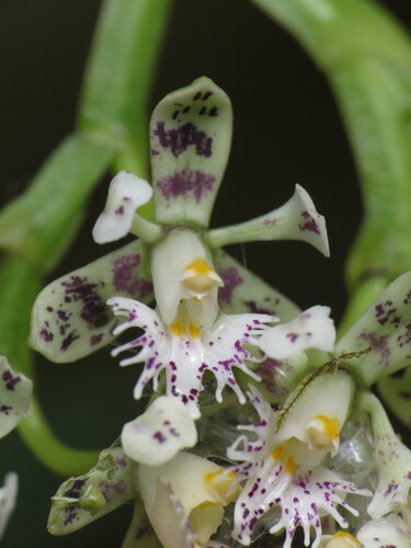 Epidendrum philowercklei Hágsater & E.Santiago 2
