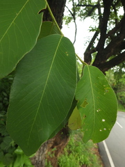 Bridelia retusa