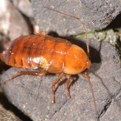 Parcoblatta pennsylvanica