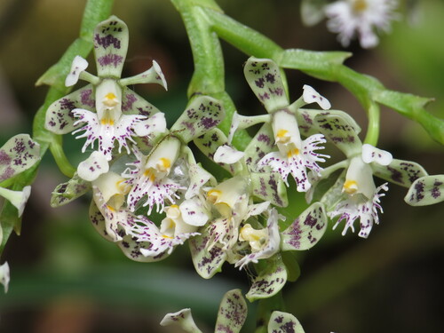 Epidendrum philowercklei Hágsater & E.Santiago 3
