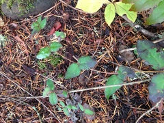 Lonicera hispidula