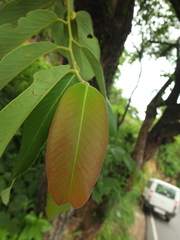 Bridelia retusa