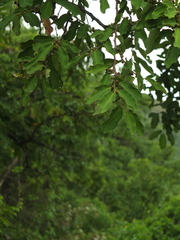 Bridelia retusa