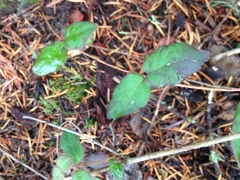 Lonicera hispidula