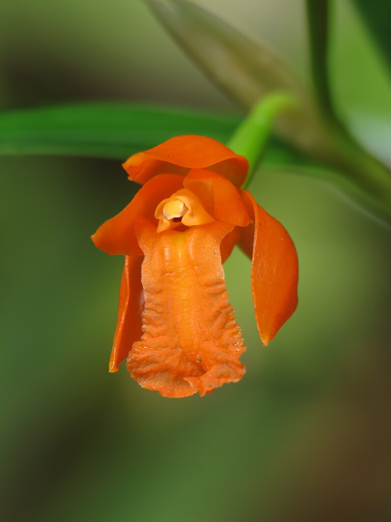 Scaphyglottis sigmoidea