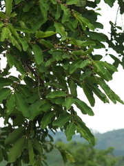 Bridelia retusa