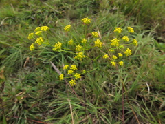 Bupleurum ramosissimum