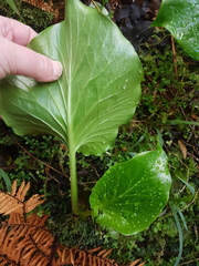 Cardiocrinum giganteum