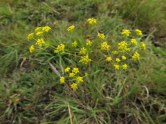 Bupleurum ramosissimum
