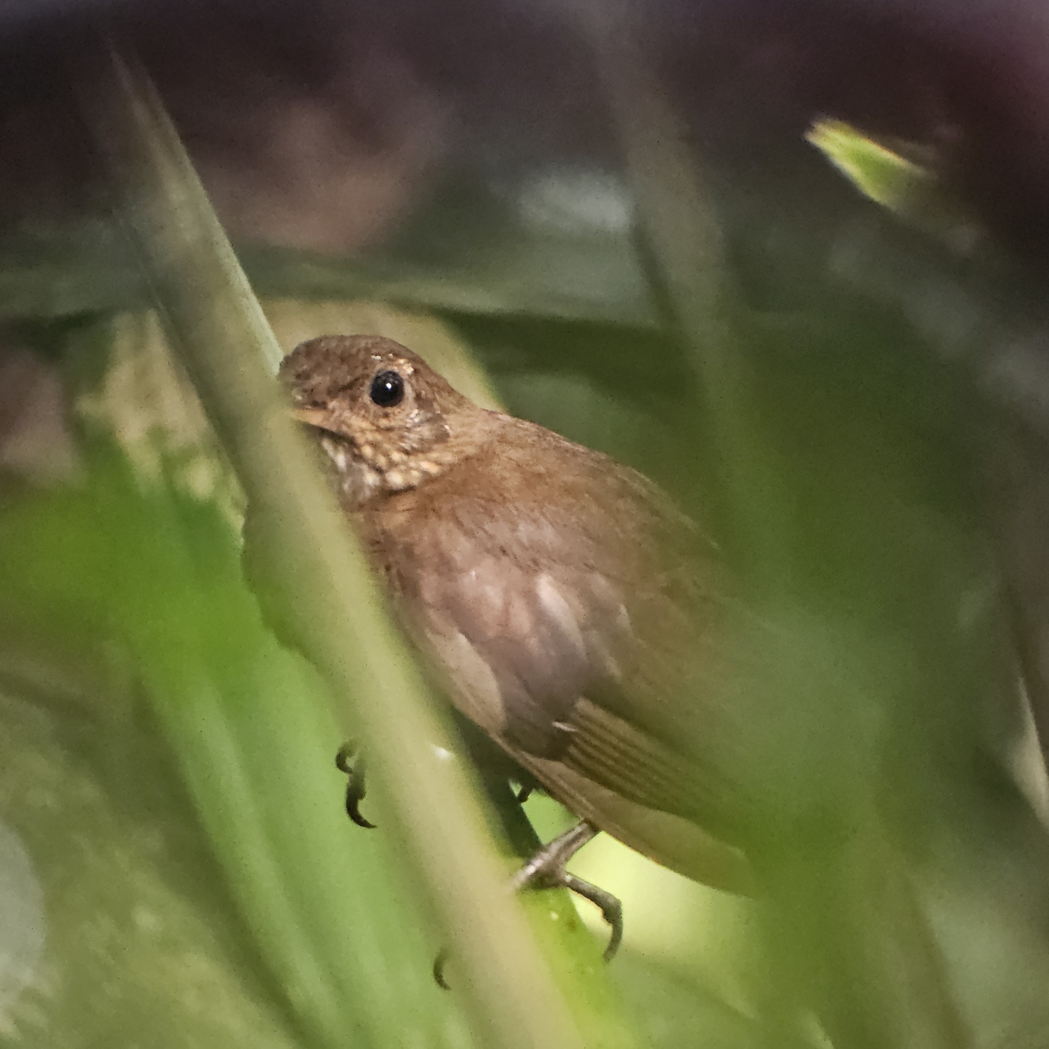 Scaly-throated Leaftosser (Sclerurus guatemalensis), photo 1