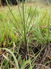 Bupleurum ramosissimum