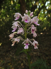 Calanthe masuca