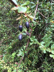 Berberis angulosa