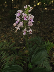 Calanthe masuca