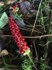 Schisandra grandiflora