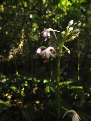 Calanthe masuca