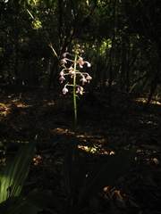 Calanthe masuca