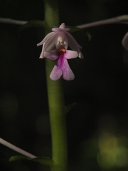 Calanthe masuca
