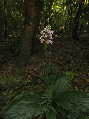 Calanthe masuca