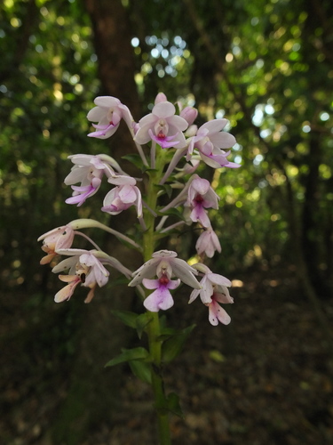 Image of Calanthe masuca by (c) Siddarth Machado, some rights reserved (CC BY)