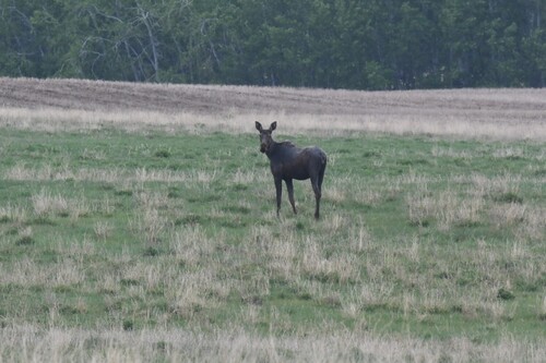 Moose