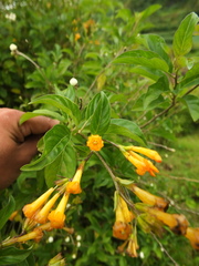 Cestrum aurantiacum