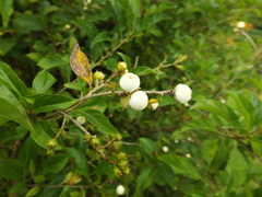 Cestrum aurantiacum