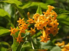 Cestrum aurantiacum