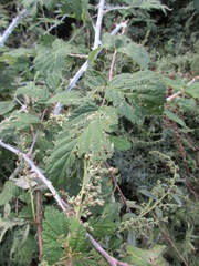 Rubus biflorus