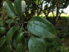 Cinnamomum perrottetii