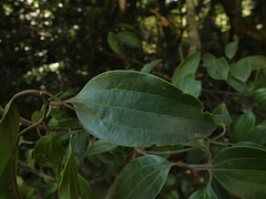 Cinnamomum perrottetii