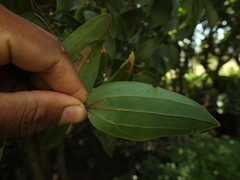 Cinnamomum perrottetii