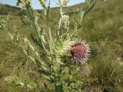Cirsium wallichii