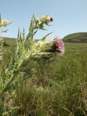 Cirsium wallichii