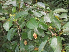 Actinidia strigosa