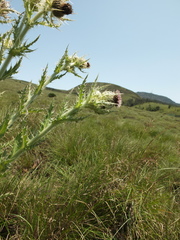Cirsium wallichii
