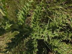 Cirsium wallichii