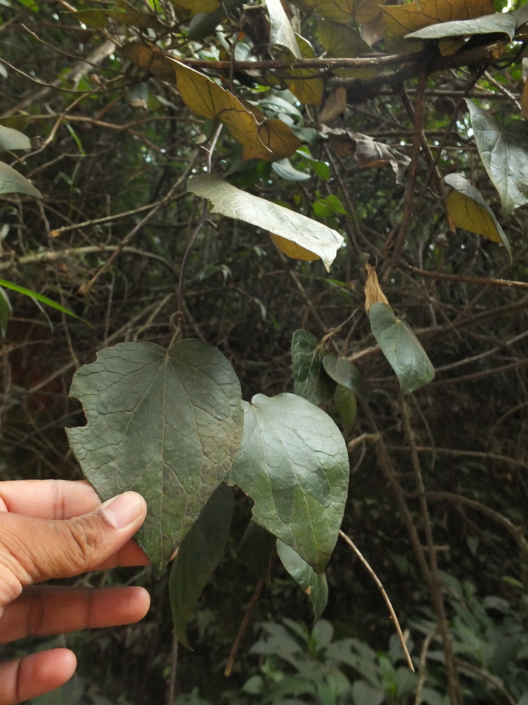 Cissampelopsis corymbosa (Cissampelopsis corymbosa)