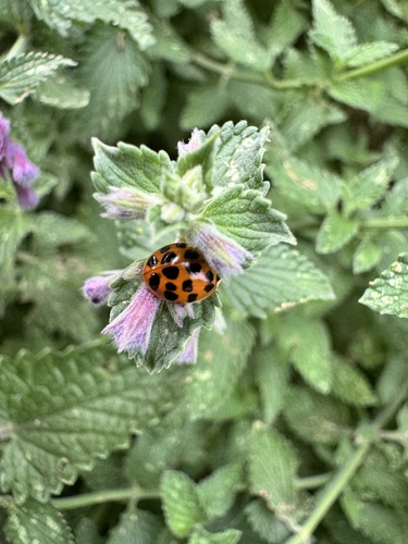 Asian Lady Beetle