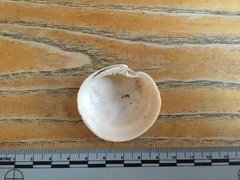 Dosinia exoleta