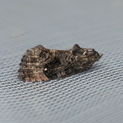 Dotted Gymnandrosoma Moth photo 5