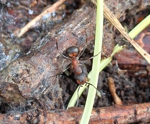 Ant